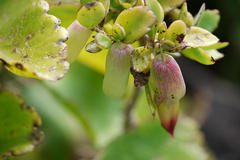 Bryophyllum pinnatum
